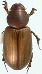 Orodaliscoides reflexus